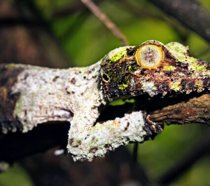 Leaf-tailed-gecko.jpg