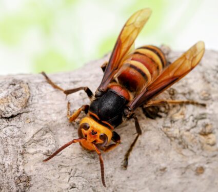 Yellow-legged-hornet.jpg