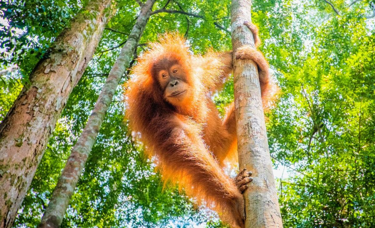 International Orangutan Day: Help protect these fascinating creatures