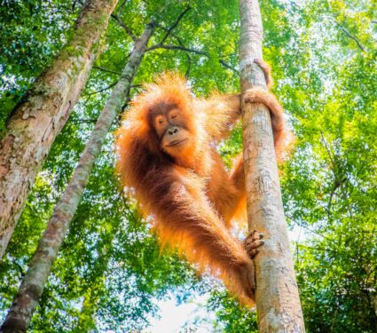 International-Orangutan-Day.jpg