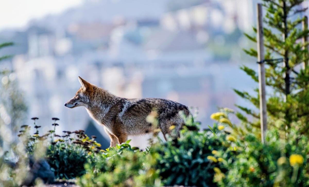 Think city life is stressful? Some coyotes would agree