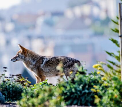 Coyote-stress.jpg