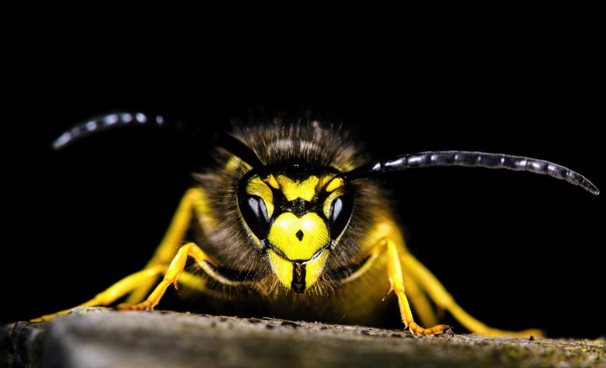 Genetic journey of the common wasp revealed through citizen science