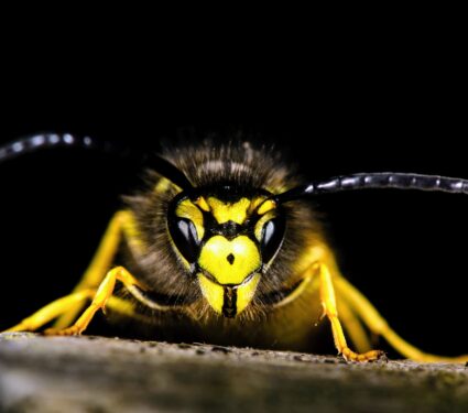 Common-wasp.jpg