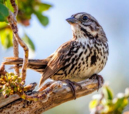 Song-sparrow.jpg