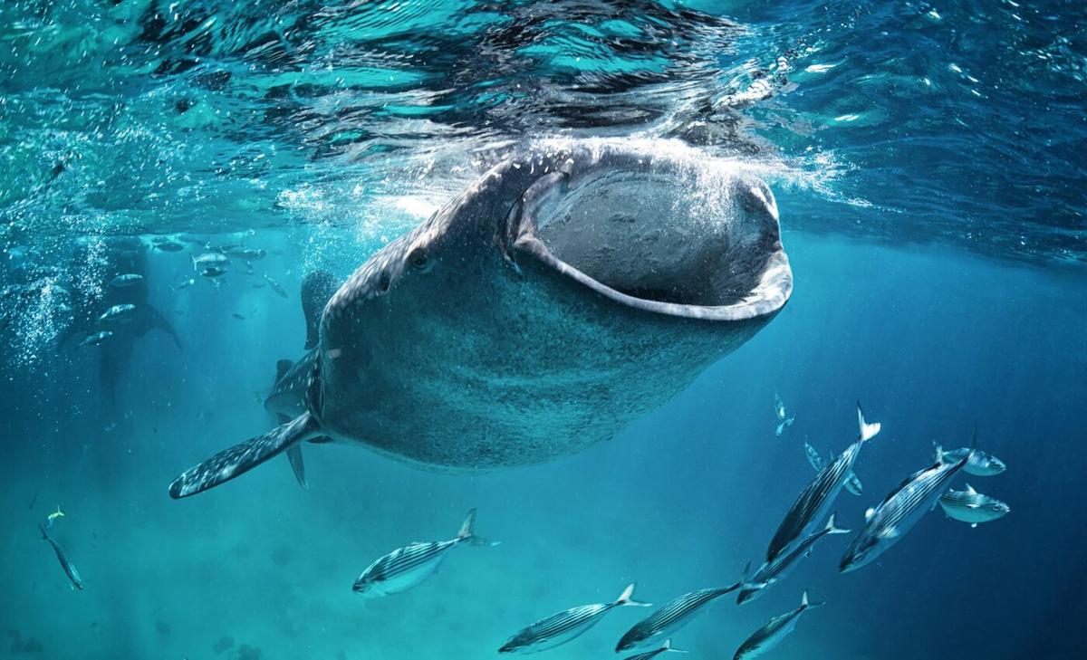 Microbial mystery: The invisible network protecting the whale shark