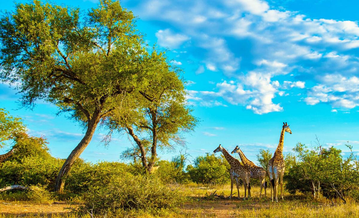 National parks enrich mammal diversity beyond the boundaries of protected areas