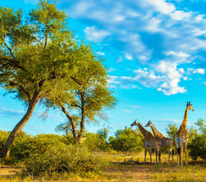 Giraffe,In,The,Bush,Of,Kruger,National,Park,South,Africa.