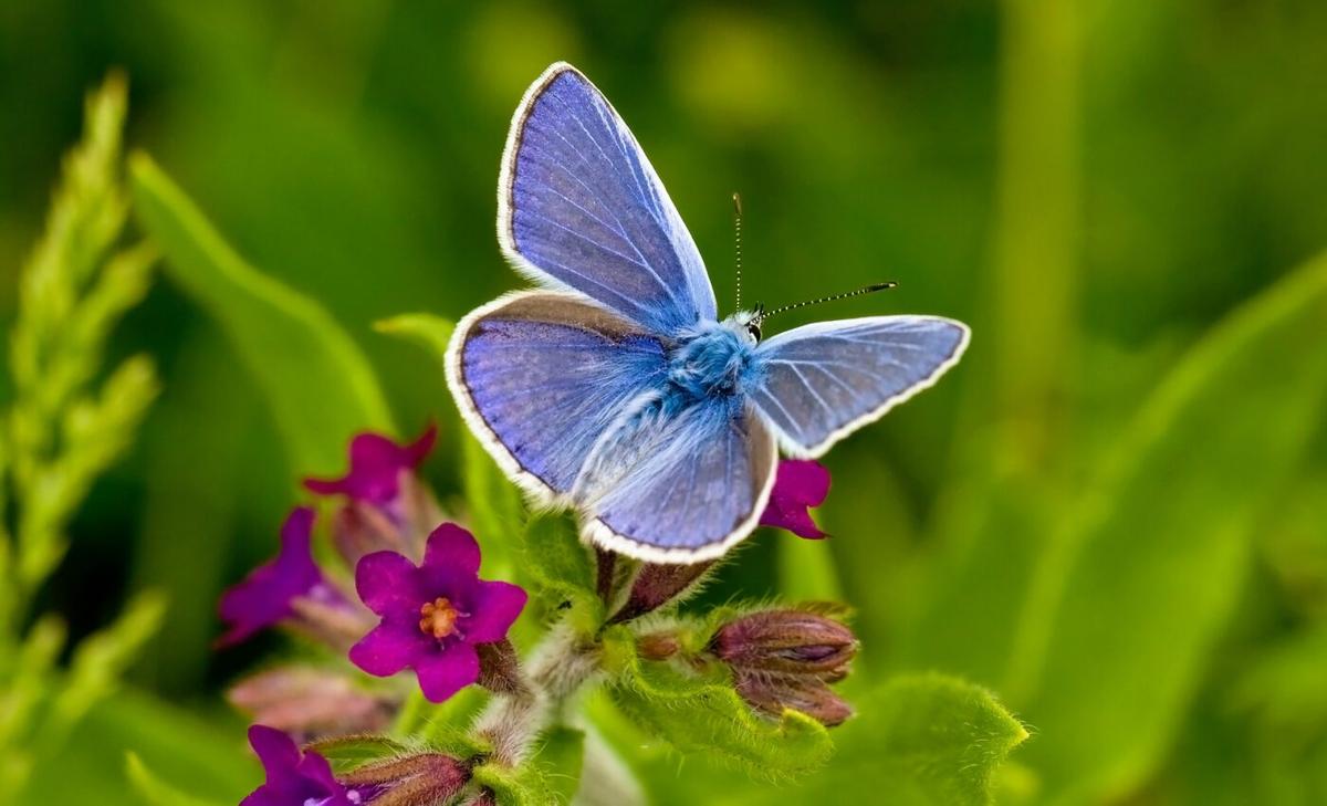 Insect declines directly linked to human activities 