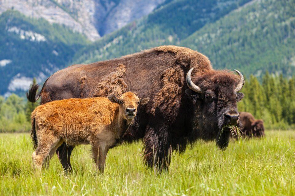 Bison slaughter had lasting, traumatic impacts on Indigenous communities