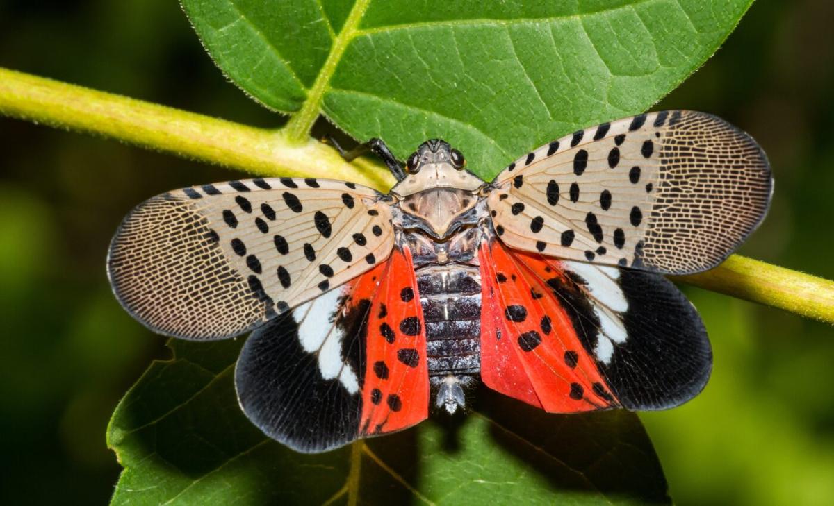 Tracking the spread of the spotted lanternfly, a successful invader 