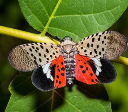 Spotted-lanternfly.jpg