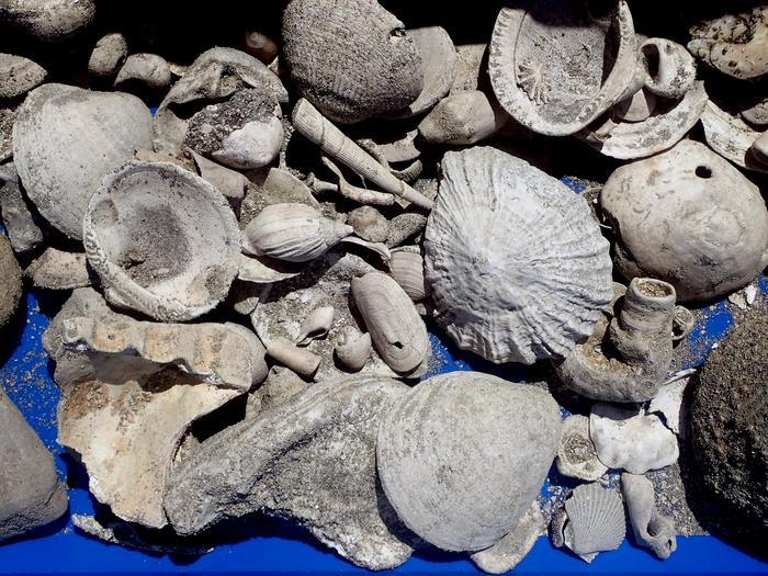 Fossil treasure trove found in Auckland contains at least 10 new species