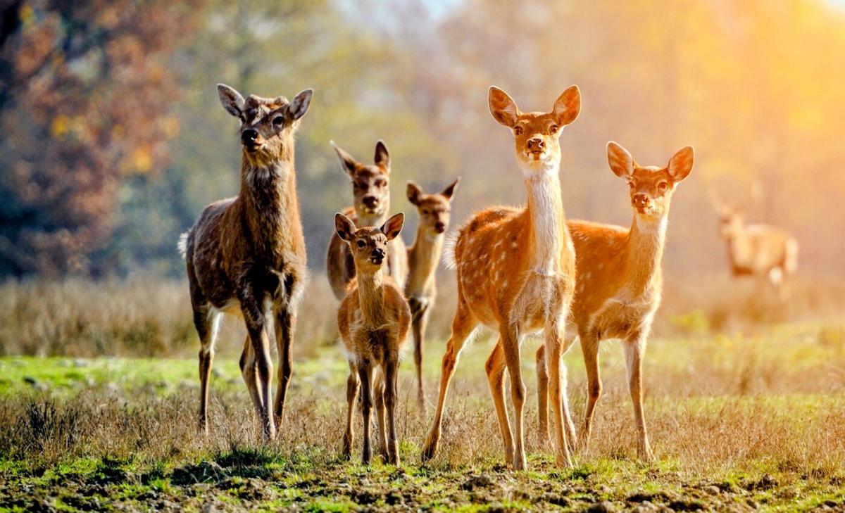 COVID-19 is circulating and evolving rapidly in white-tailed deer