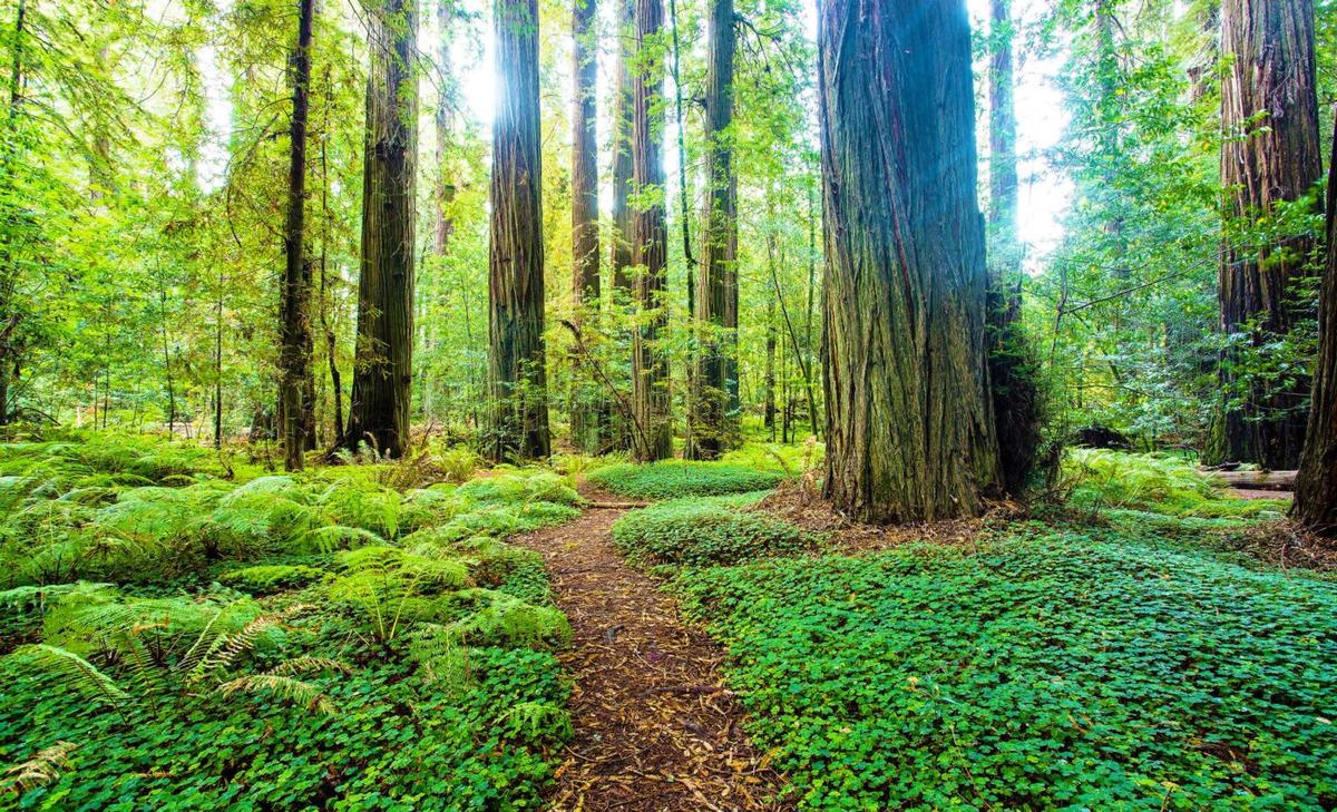 Fires and soil emissions are elevating air pollution in remote forests