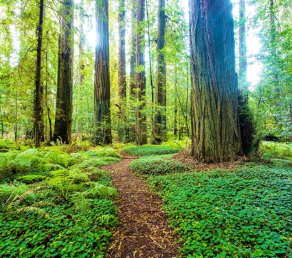 Redwood,Path/,A,Forest,Path,In,The,Iconic,Redwoods,Of