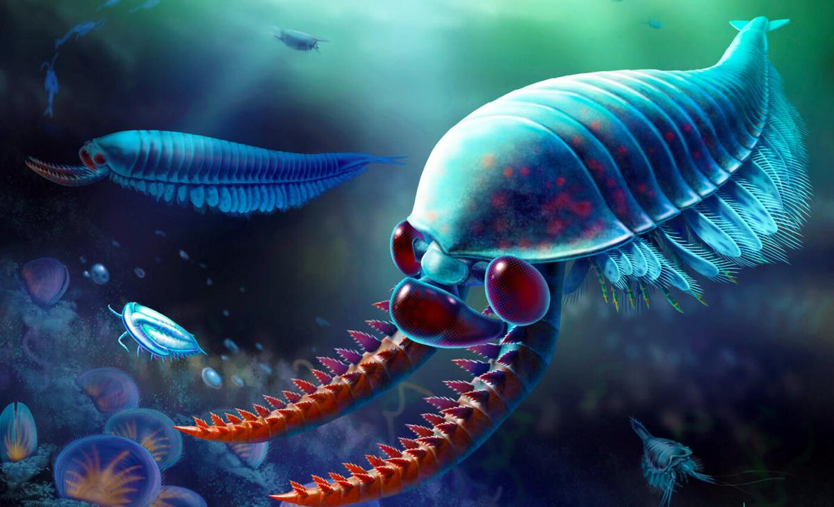 Three-eyed extinct creature named Kylinxia reveals details of early animal evolution