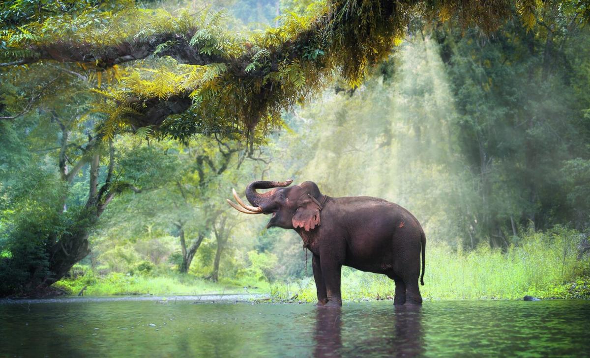 Simple climate solution: Stop hunting elephants and fruit-eating animals