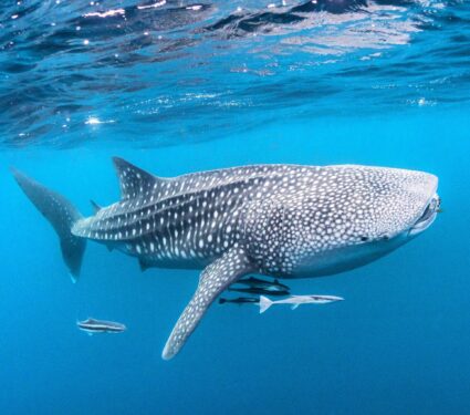 2023/08/International-Whale-Shark-Day.jpg