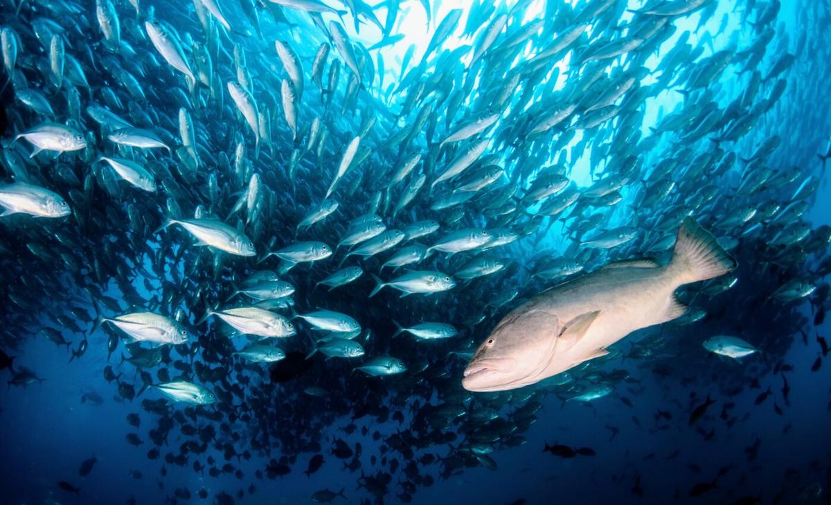 Coastal fisheries quickly bounce back from marine heat waves