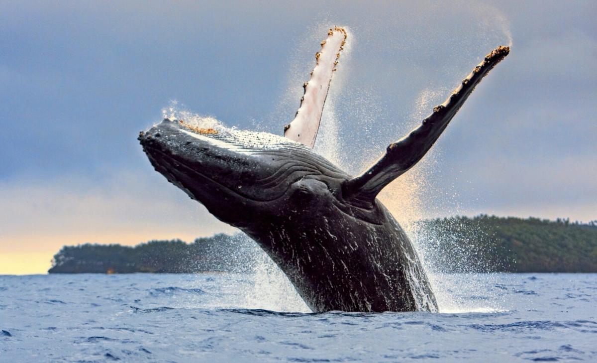 Mutation rates in whales are much higher than expected