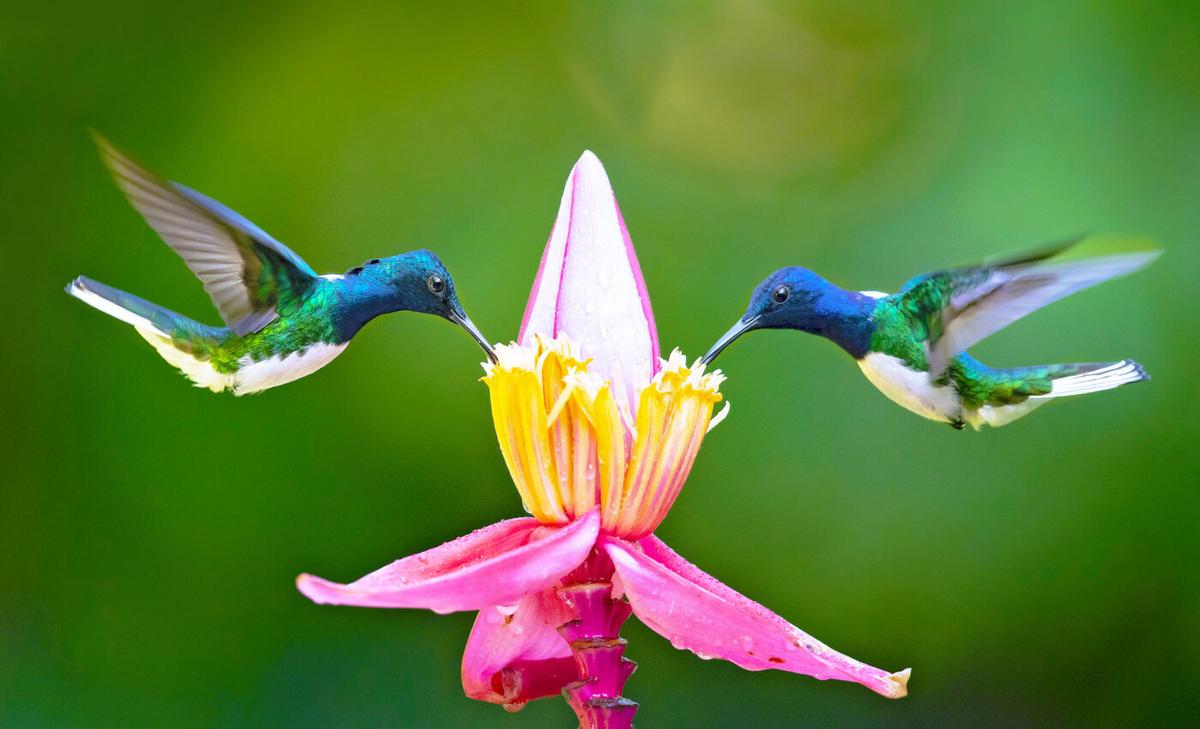 National Hummingbird Day: Celebrating nature's aerial acrobats