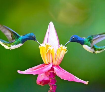 White-necked,Jacobin,(florisuga,Mellivora),Is,A,Large,And,Attractive,Hummingbird