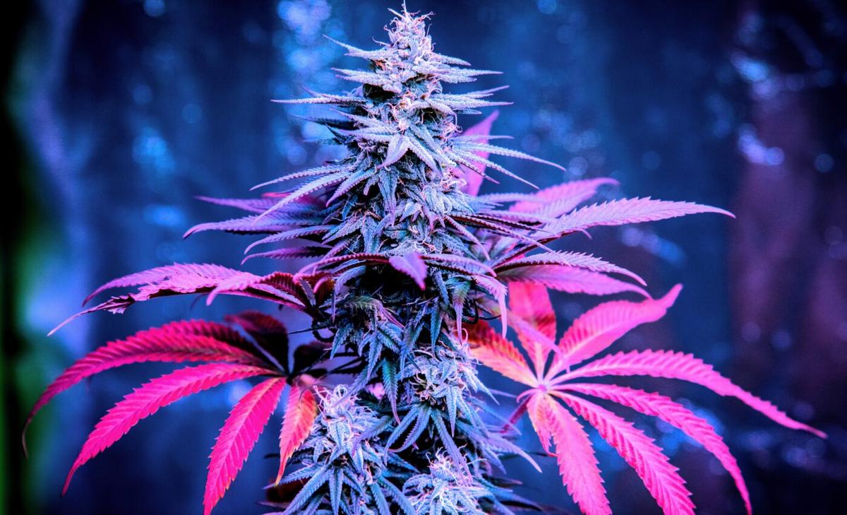 Cannabis use linked to psychosis among adolescents