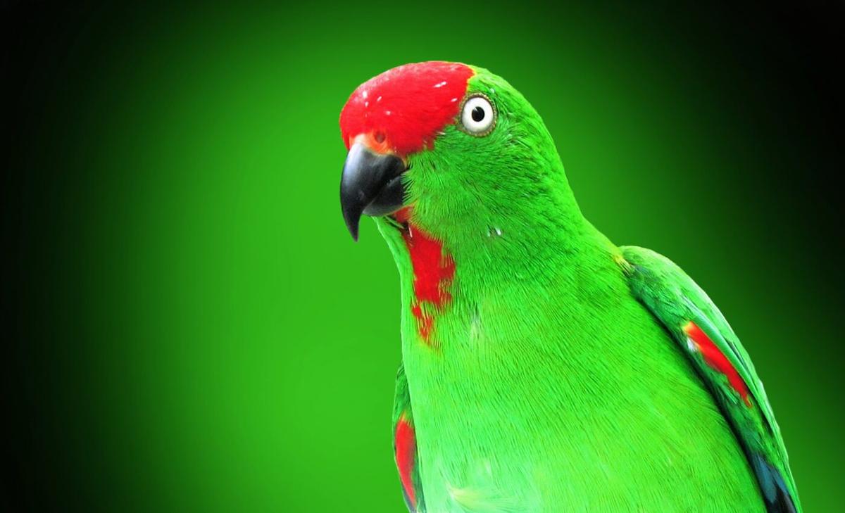 Nature's puzzle: Why are some species rare and others are common?