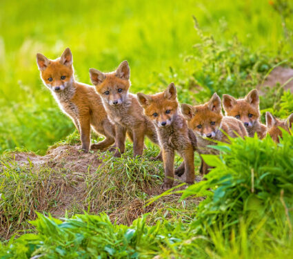 Red,Fox,,Vulpes,Vulpes,,Small,Young,Cubs,Near,Den,Curiously