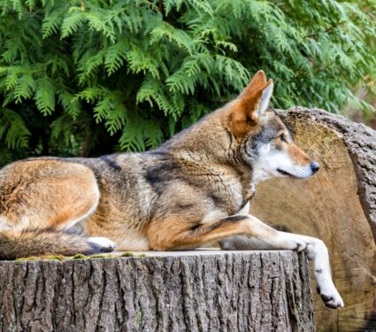 Red-wolf.jpg