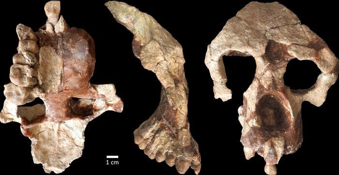 Did humans first evolve in Europe? Ape skull sparks new debate