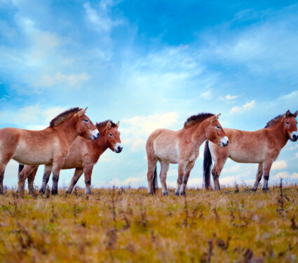 Przewalski's,Horse,With,Magical,Evening,Sky,,Nature,Habitat,In,Mongolia.