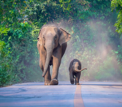 elephant_mother_baby_2medium.jpg