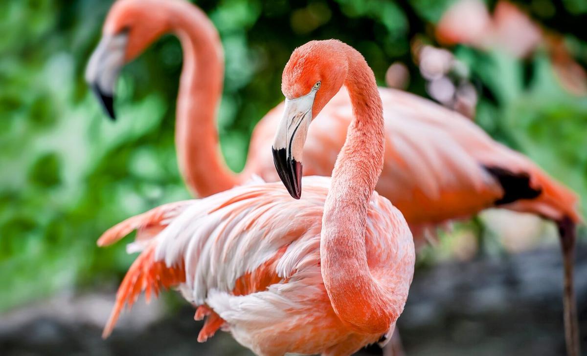 Flamingos were blown out of Mexico as far north as Ohio by Hurricane Idalia