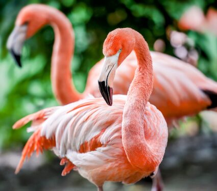 Flamingos.jpg