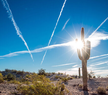 Cactus,Arizona,Desert,Sun.,A,Saguaro,Cactus,In,The,Foreground