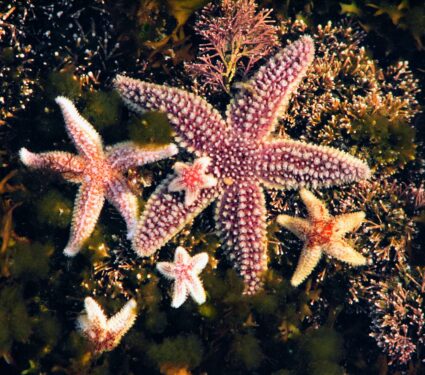 Sea-stars.jpg