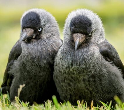 Jackdaws.jpg