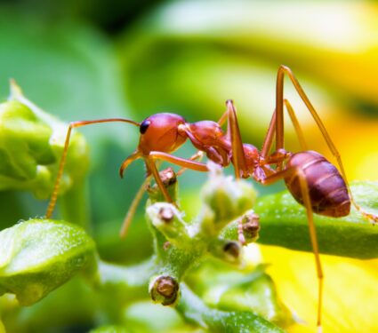 Red-fire-ants.jpg