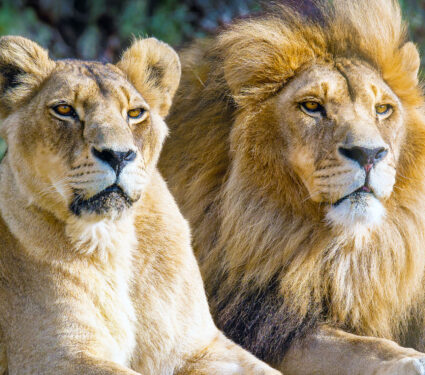 Majestic,African,Lion,Couple,Loving,Pride,Of,The,Jungle,-