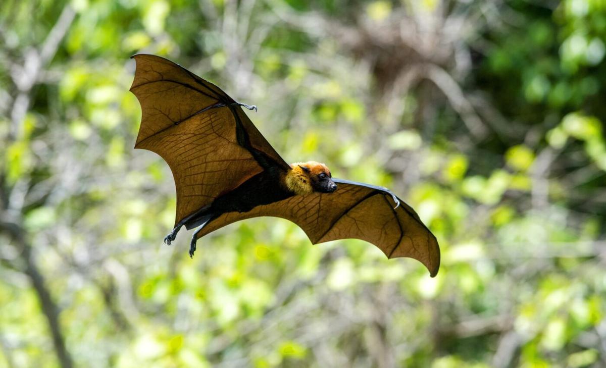 Which climatic factors promote the spread of zoonotic diseases?
