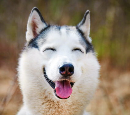 Siberian,Husky,Dog,With,Narrow,Eyes,,Funny,Smiling,Husky,Dog