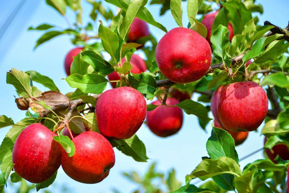 Crop disease: Experts discover how bacteria hijack plant cells