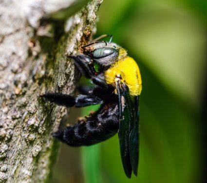 Carpenter-bees.jpg