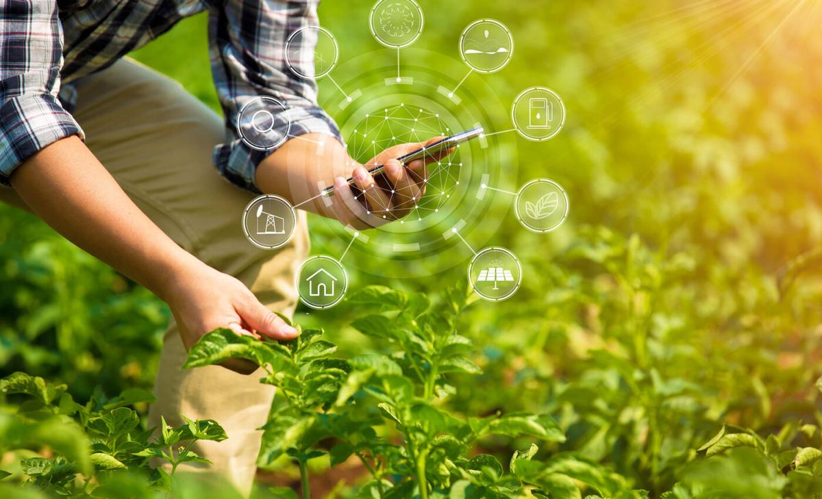 Farmers combine ancient and modern techniques to salvage crop production