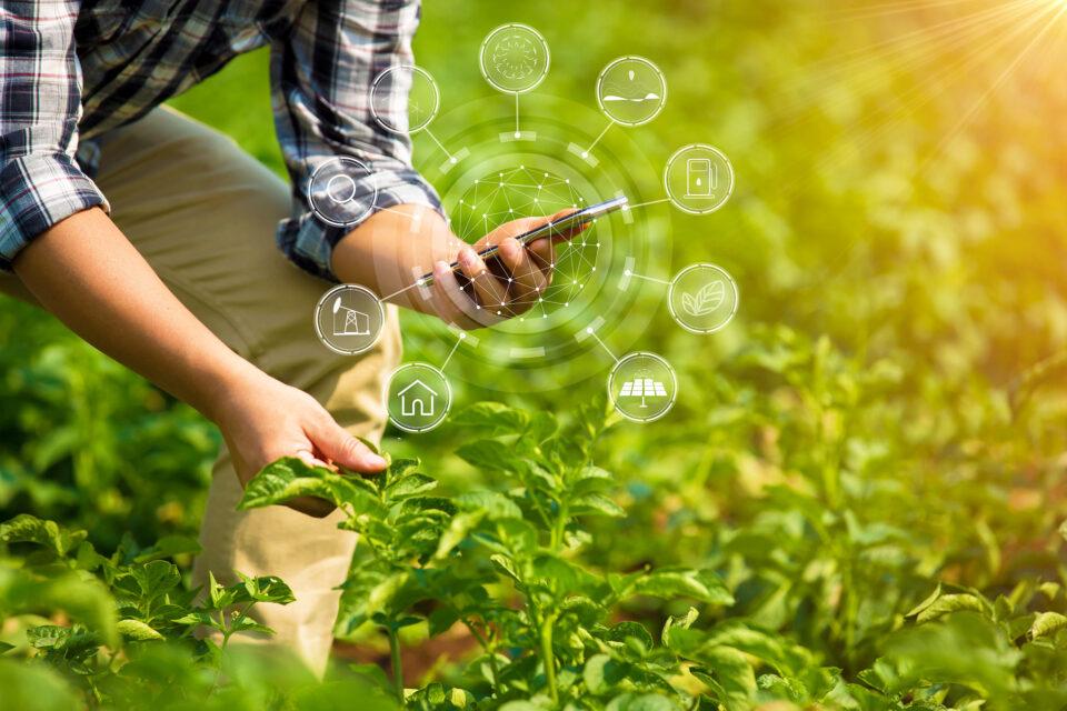 Farmers combine ancient and modern techniques to salvage crop production