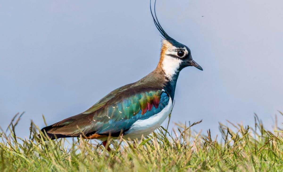Lapwings are masters of camouflage, hiding in plain sight