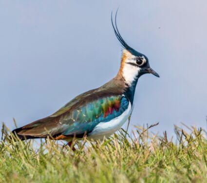 Lapwings-.jpg