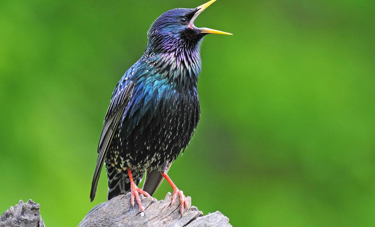 Among songbirds, complex vocal learners are superior problem solvers